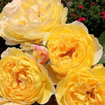 Belle de Jour Bare Root Rose  2