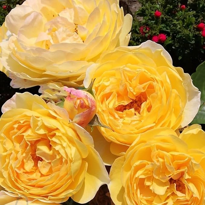 Belle de Jour Bare Root Rose  2