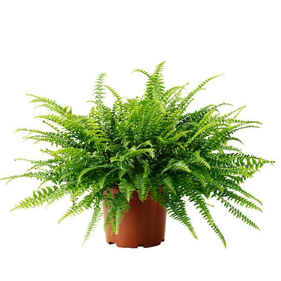 Boston Fern 71WpvRyIWLL 2