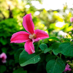 Clematis Princess Diana  1