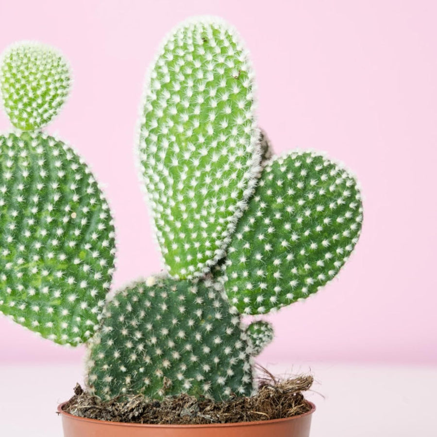 Bunny Ears Cactus - Opuntia Microdasys 71XIP3yEAGL._AC_SL1500_ 4