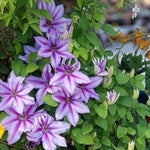Clematis Candy Stripe  3