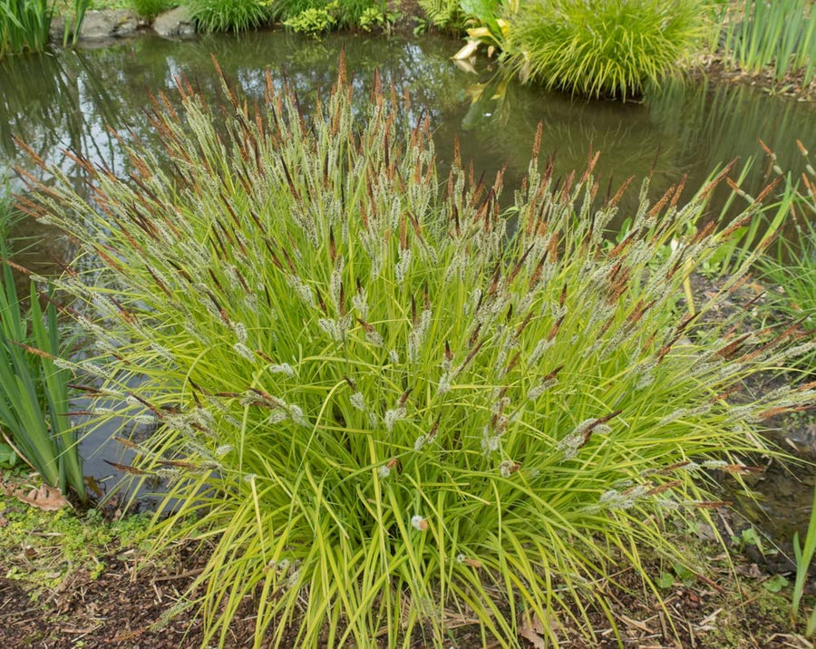 Carex Elata 'Aurea' 3 Plants 71Xg0sTjEpL._AC_SL1000_ 3