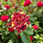 Abracadabra Bare Root Rose  1