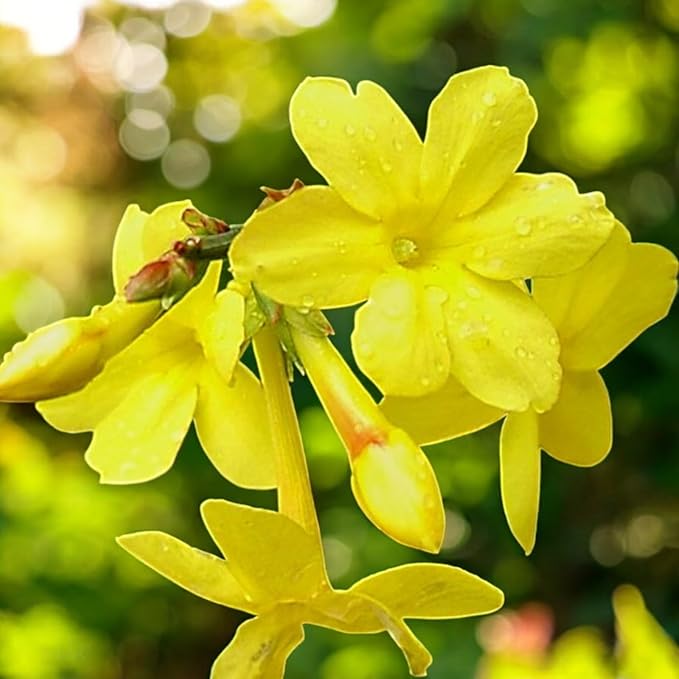 Jasmine Nudiflorum  2