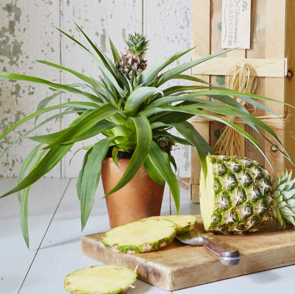 pineapple plant uk Pineapple Plant