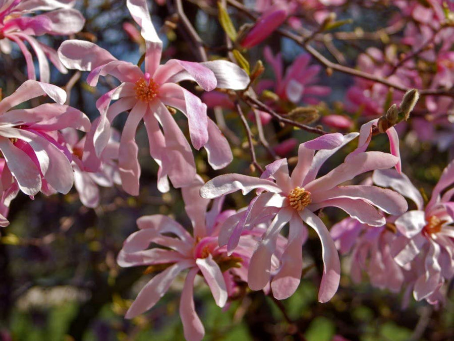 Pink Magnolia Leonard Messel 71YfdPfg95L._AC_SL1022_ 3