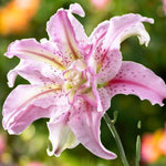 Oriental Lily Broken Heart Bulbs  3
