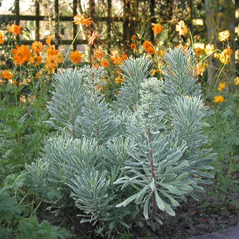 Euphorbia Silver Swan Euphorbia Silver Swan image3 3