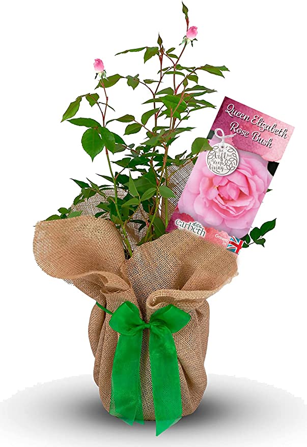 Queen Elizabeth Rose Bush Gift Wrapped Queen Elizabeth Rose Bush Gift Wrapped image1 1