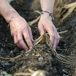 Asparagus Erasmus Crowns  4