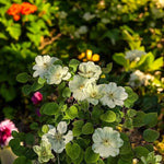 Clematis Guernsey Cream  2