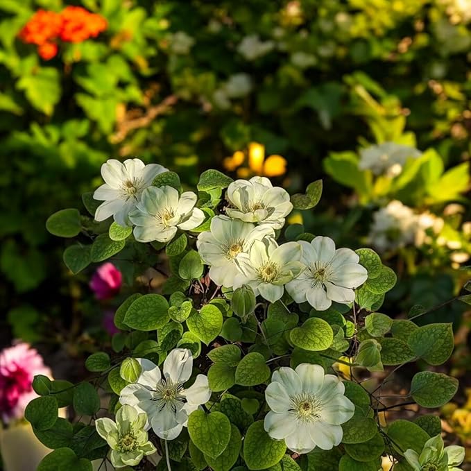 Clematis Guernsey Cream  2