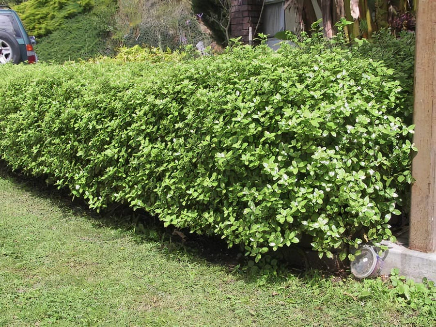 Pittosporum tenuifolium 'Golden Ball' Pittosporum tenuifolium 'Golden Ball' image4 4