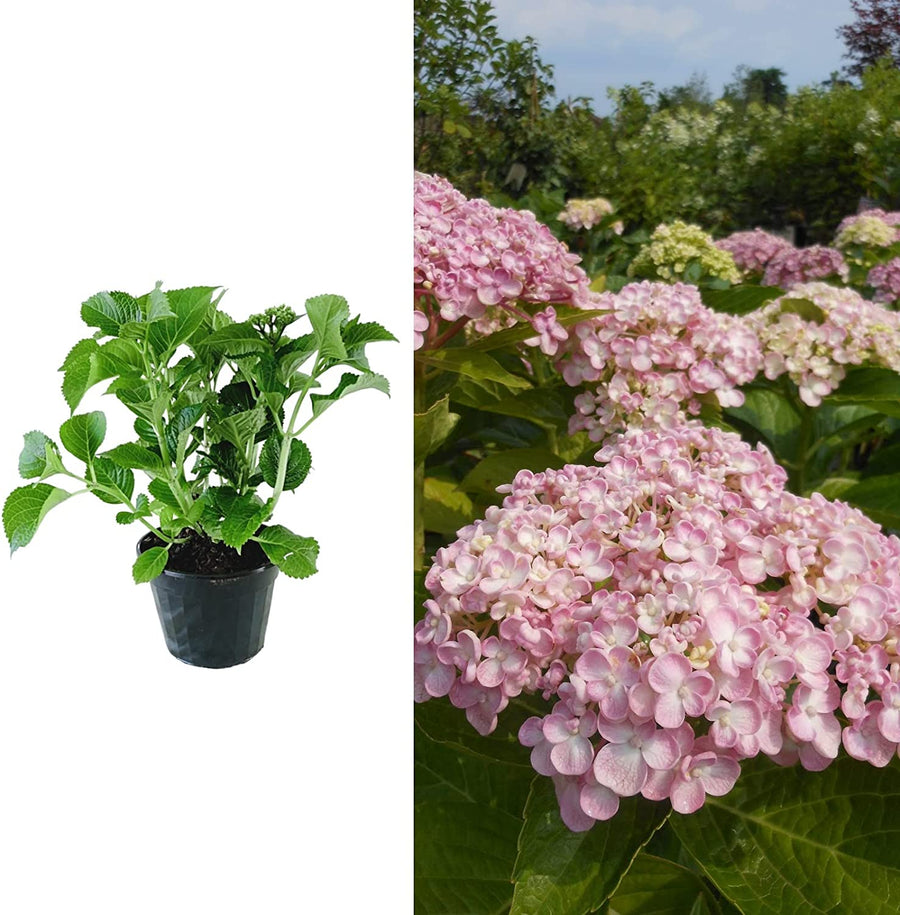 Hydrangea Macrophylla Ayesha Hydrangea macrophylla 'Ayesha' image1 2