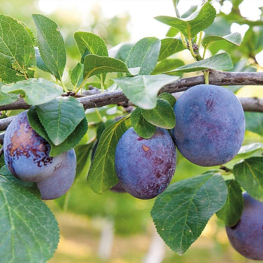 Plum Tree  4