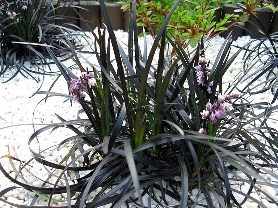 Ophiopogon Planiscapus Nigrescens 71cb6IJcR5L._AC_SL1000_ 3