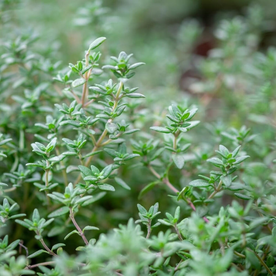Thyme Lollipop Tree  5