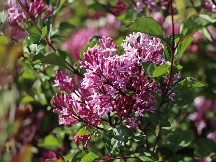 Syringa Red Pixie Syringa Red Pixie image2 3