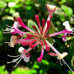 Lonicera Red World  1