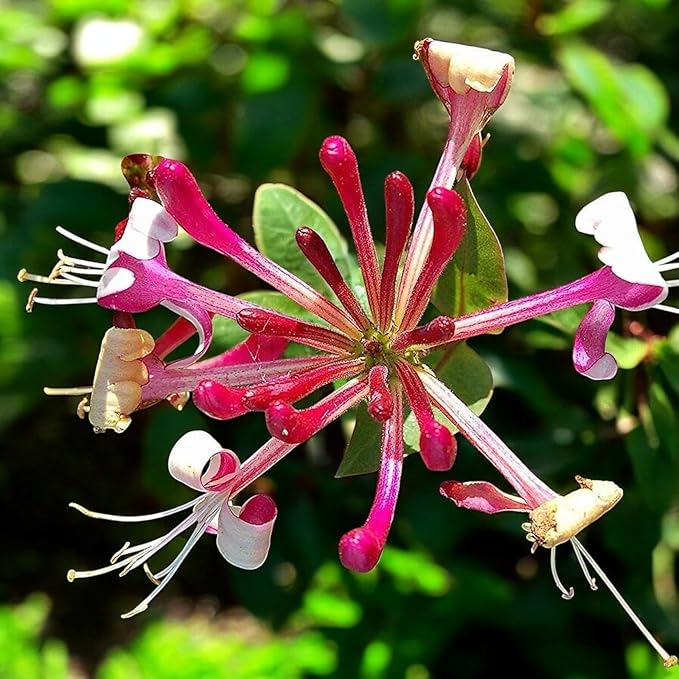 Lonicera Red World  1