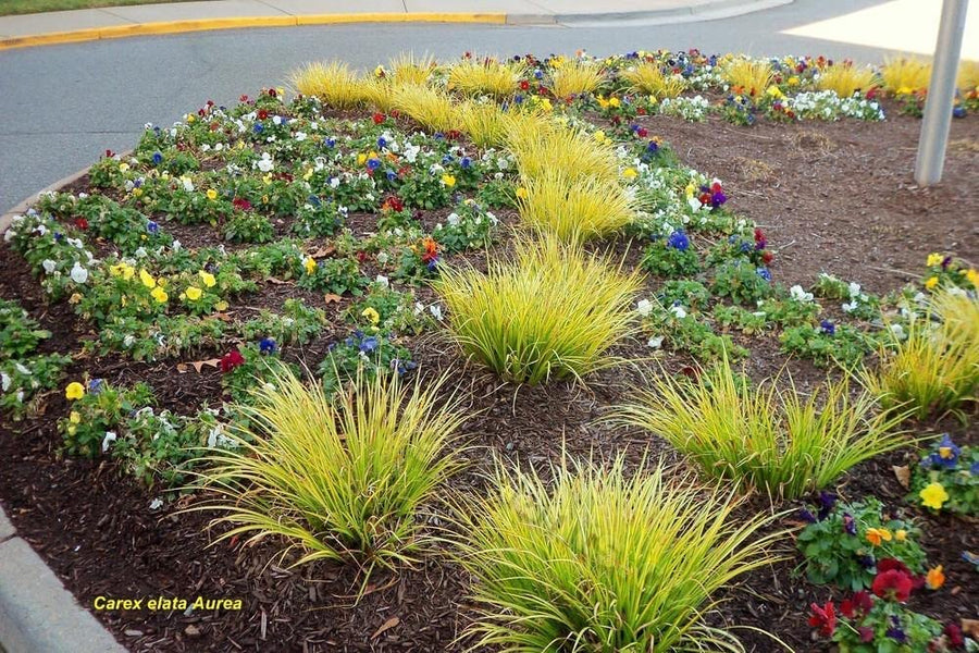 Carex Elata 'Aurea' 3 Plants 71d23vb96yL._AC_SL1000_ 5