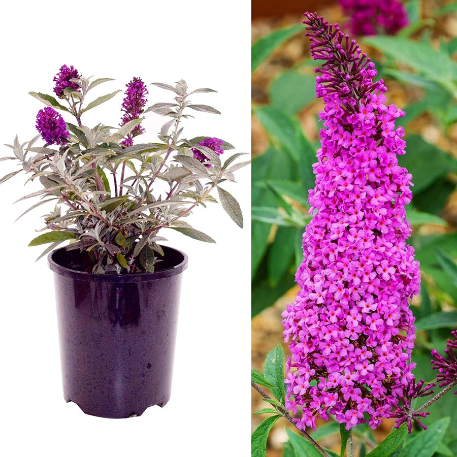 Buddleia Butterfly Towers Magenta 71d95vclRaL._AC_SL1500_ 3