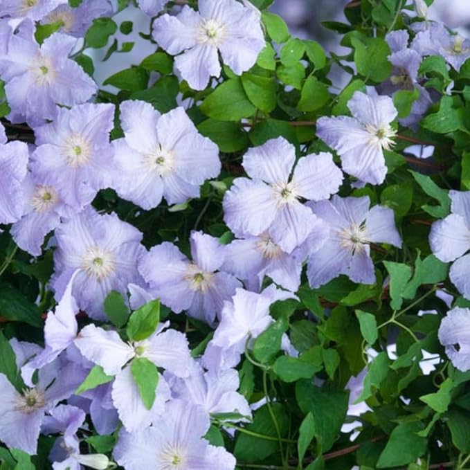 Clematis Blue Angel  1