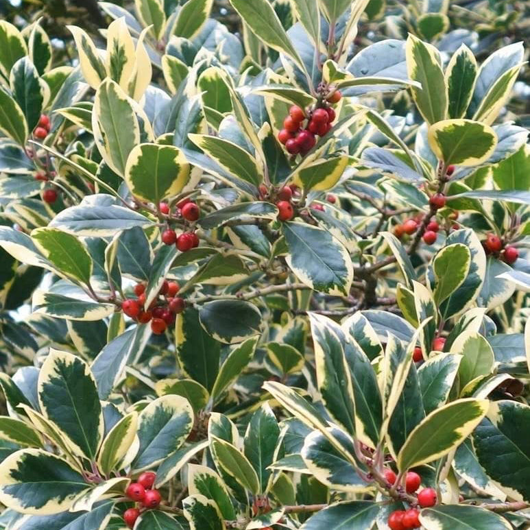 Ilex Altaclerensis Golden King 71dKdcv3tiL._AC_ 1