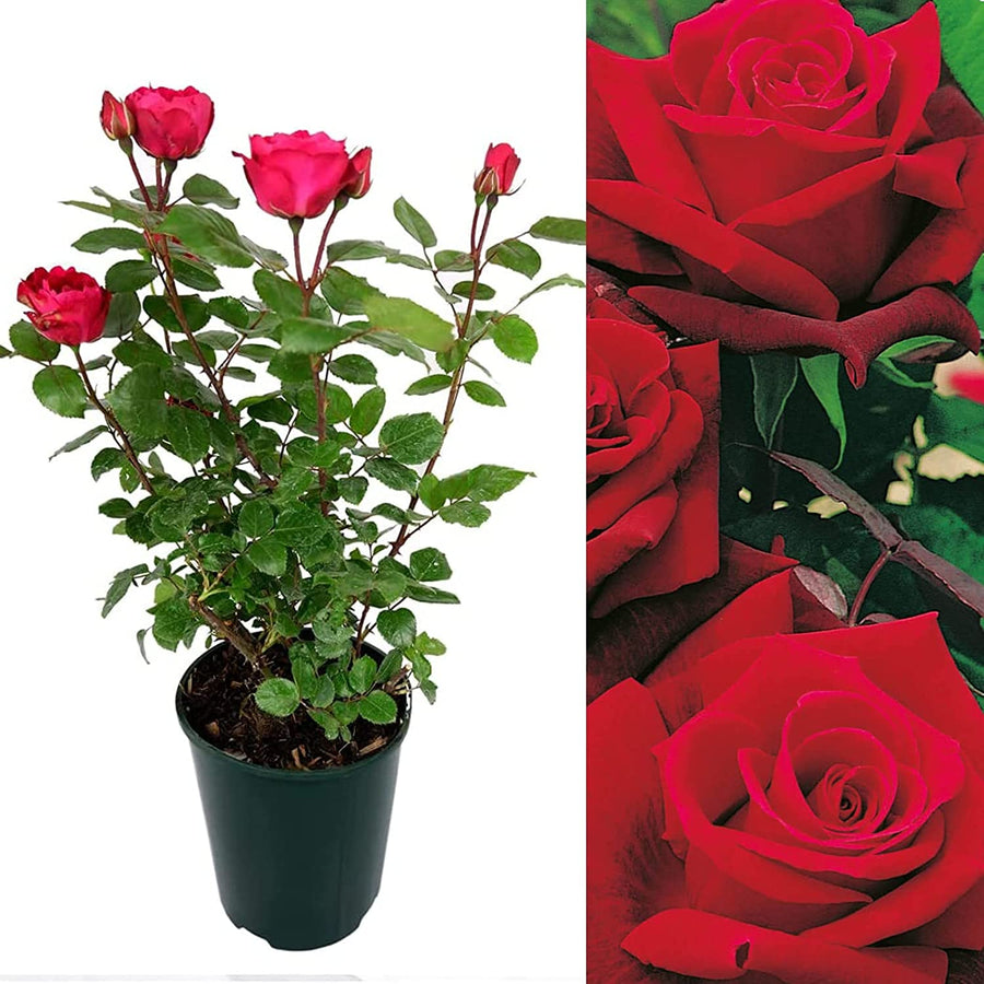Red Rose Bush - Deep Secret 71dSc8KIvsL._AC_SL1500_ 2