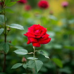 Invincible Bare Root Rose  2