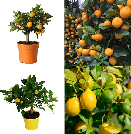 Mini Citrus Tree Mix- 1 Lemon & 1 Calamondin image1