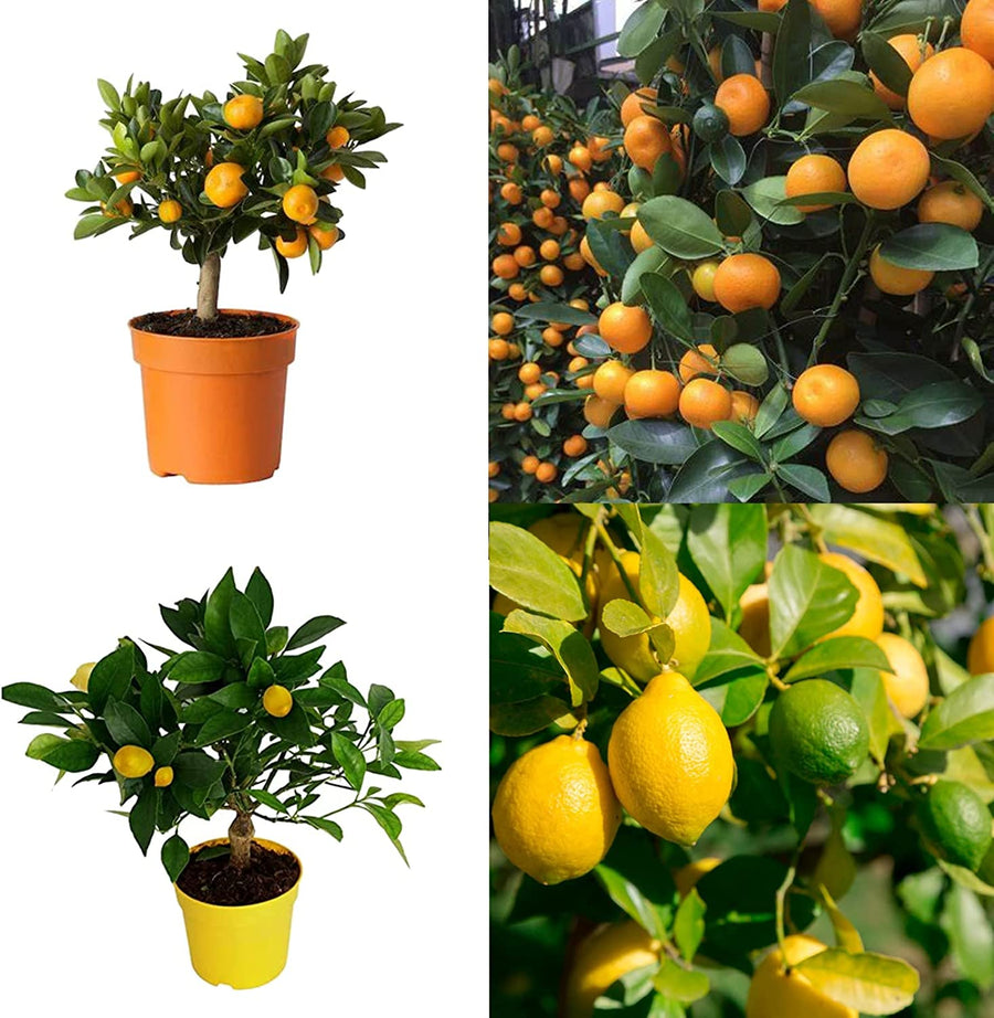 Lemon & Orange Mini Citrus Tree Mix Mini Citrus Tree Mix- 1 Lemon & 1 Calamondin image1 1