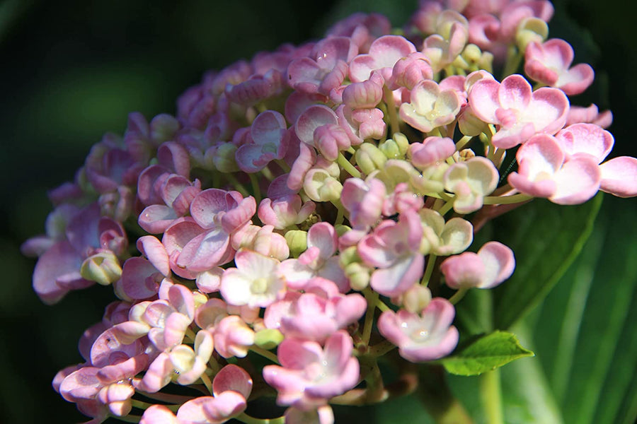 Hydrangea Macrophylla Ayesha Hydrangea macrophylla 'Ayesha' image3 4