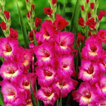 Gladiolus Bulbs Jo Jo  1