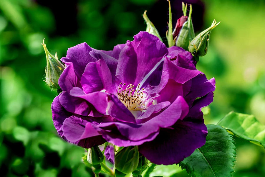 Rhapsody in Blue Rose Bush in 5L Pot 71fHdyqc1nL._AC_SL1500_ 1