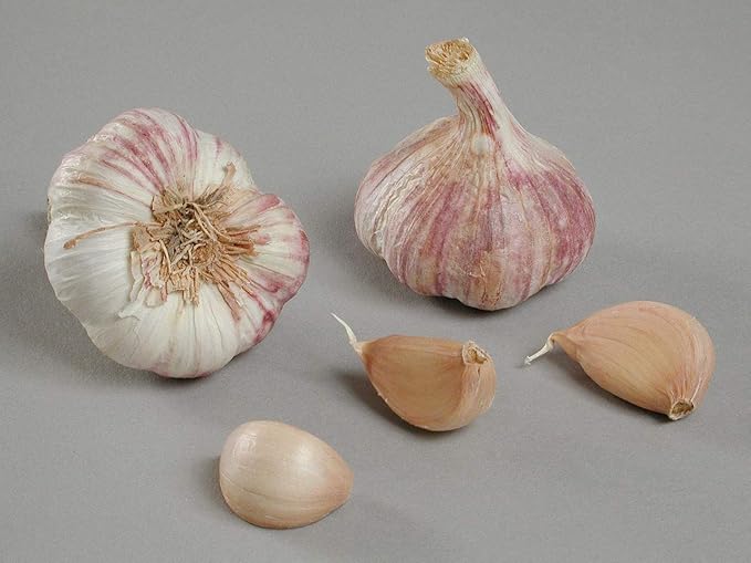 Garlic Planting Bulbs - Germidour Pink  4