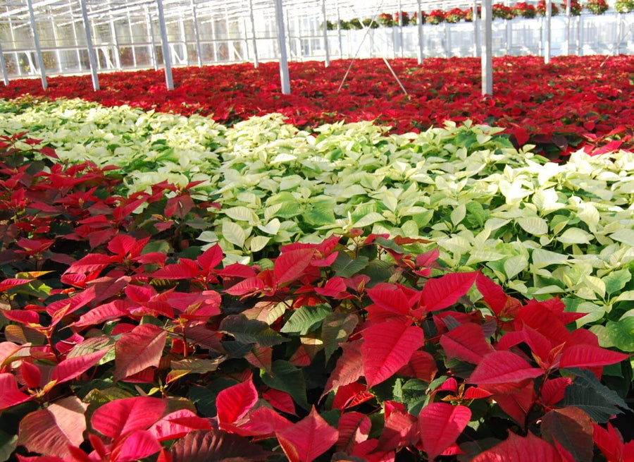 Cream Poinsettia - Yellow Christmas Poinsettia Cream Poinsettia - Yellow Christmas Poinsettia image3 3