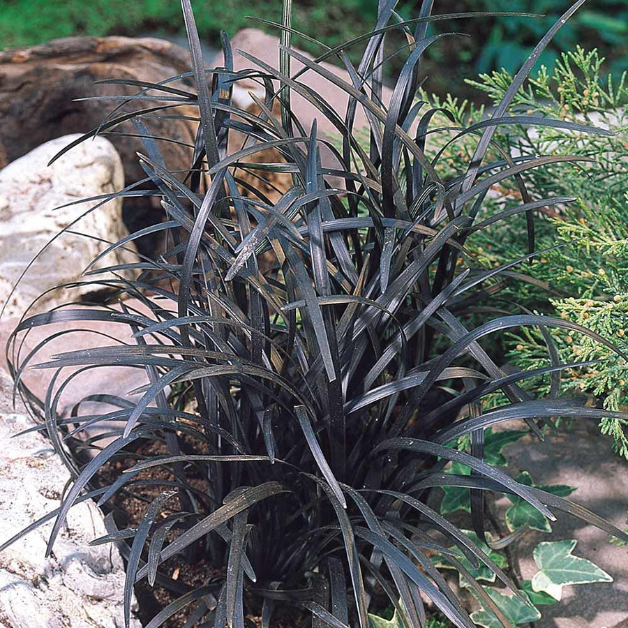 Ophiopogon Planiscapus Nigrescens 71gFXpRVyLL._AC_SL1000_ 1