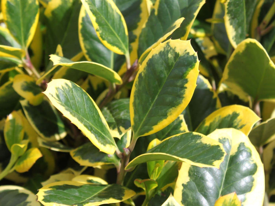Ilex Altaclerensis Golden King 71gKoe1CKSL._AC_SL1500_ 6