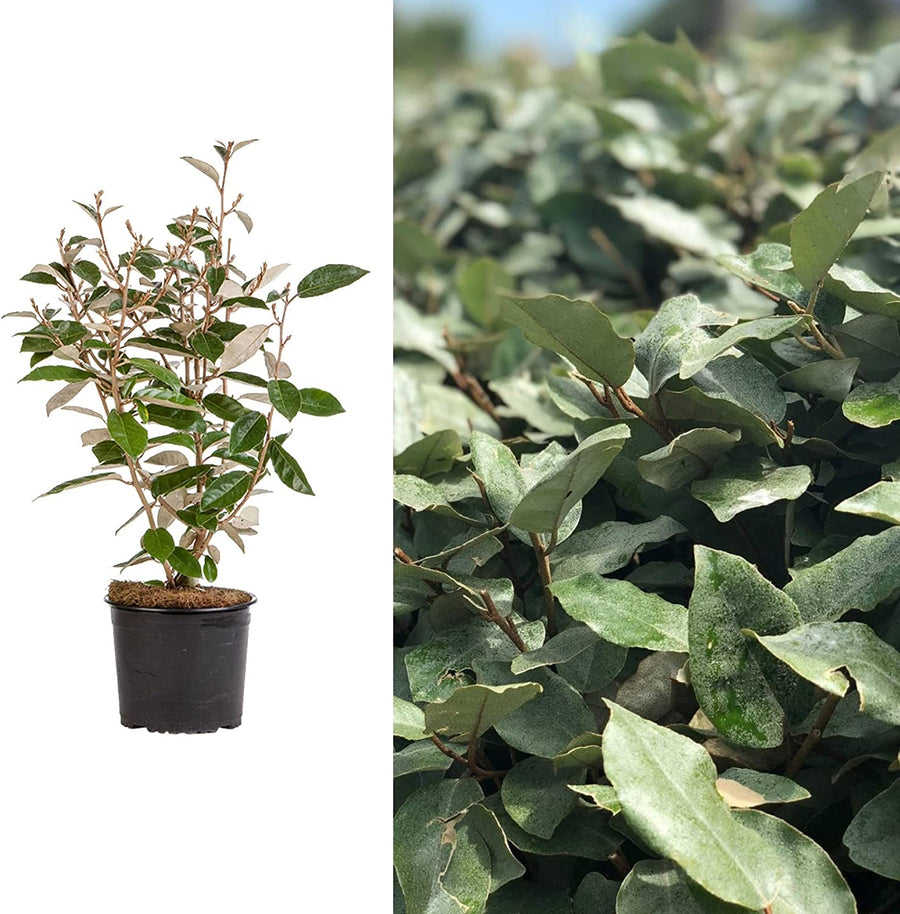 Elaeagnus Ebbingei Elaeagnus Ebbingei image1 1