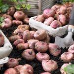 Gladiolus Bulbs Kim  4