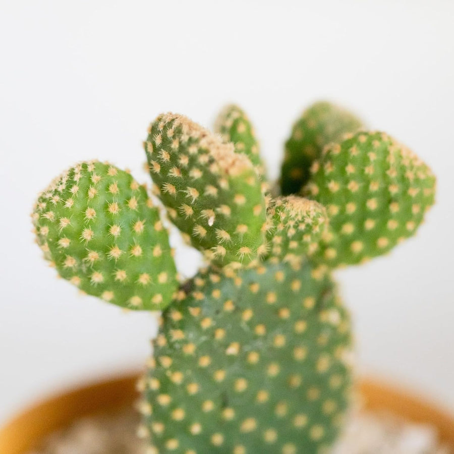 Bunny Ears Cactus - Opuntia Microdasys 71gj0lVMZGL._AC_SL1500_ 3