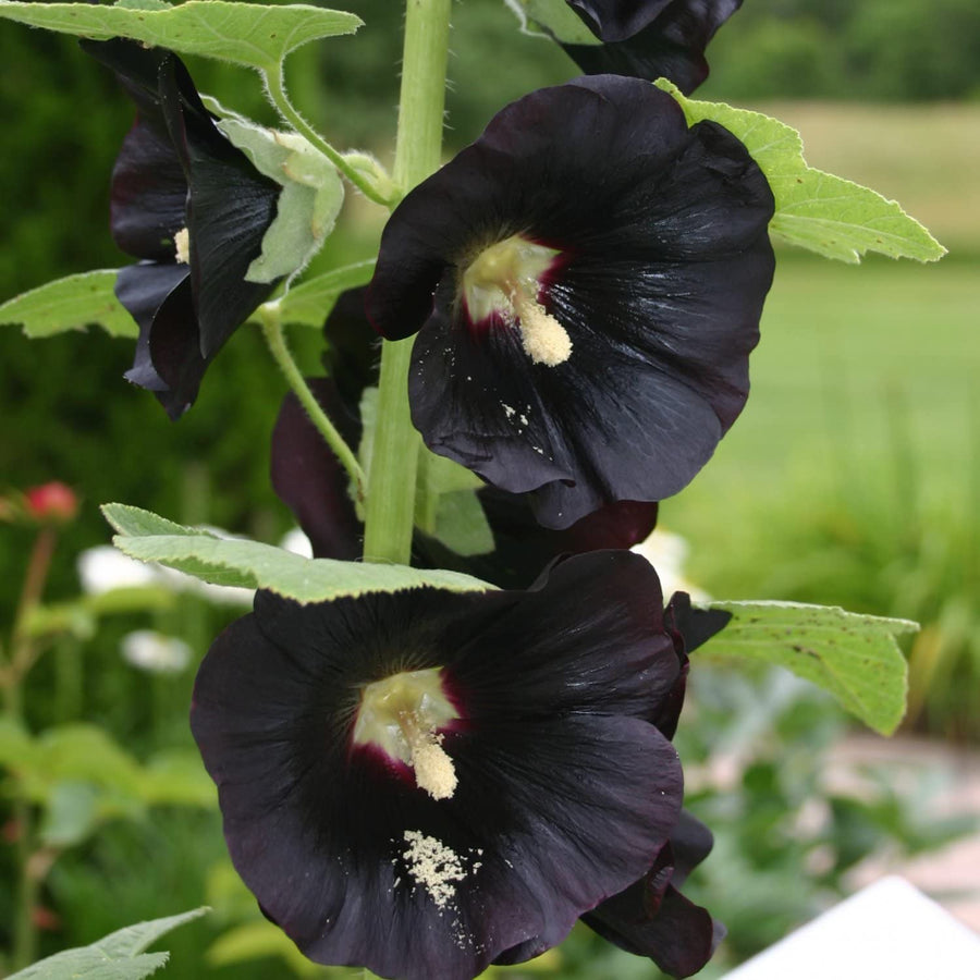 Hollyhock Plant Nigra - Black Alcea Rosea Hollyhock Plant 'Nigra' image2 1