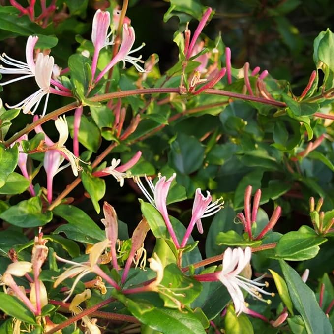 Lonicera Red World  2