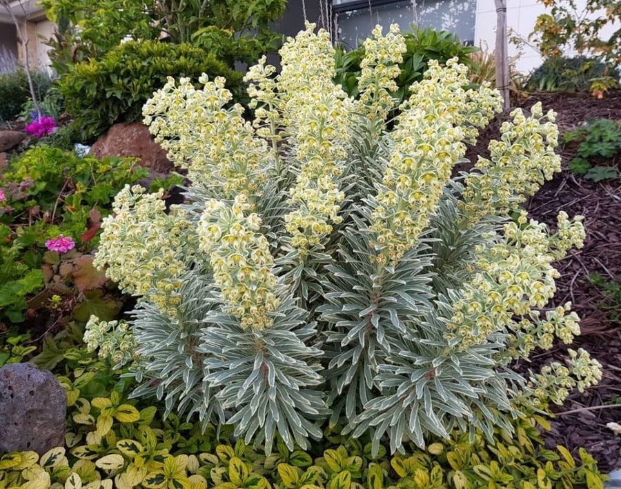 Euphorbia Silver Swan Euphorbia Silver Swan image4 4