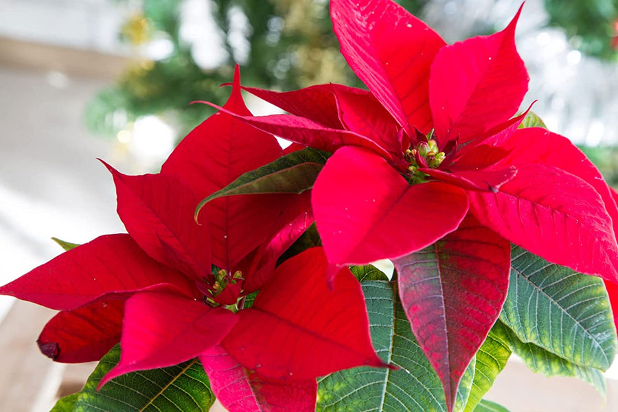 Red Poinsettia - Red Christmas Poinsettia Red Poinsettia - Red Christmas Poinsettia image2 2