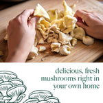 Mushroom Growing Kit Yellow Oyster  4