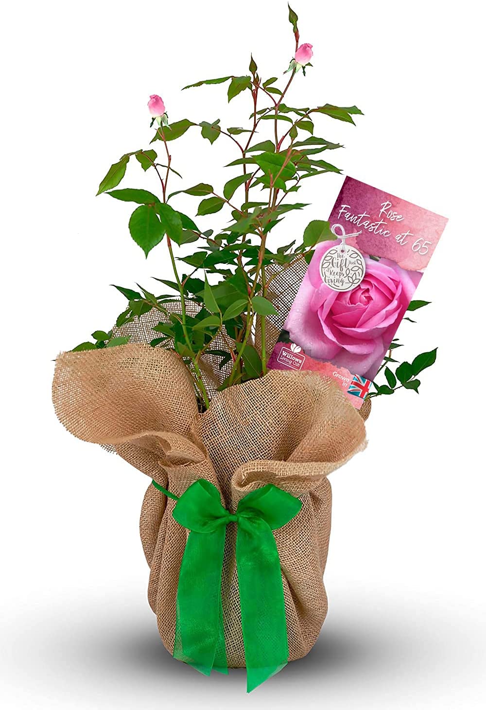 Fantastic at 65 Bush Gift Wrapped