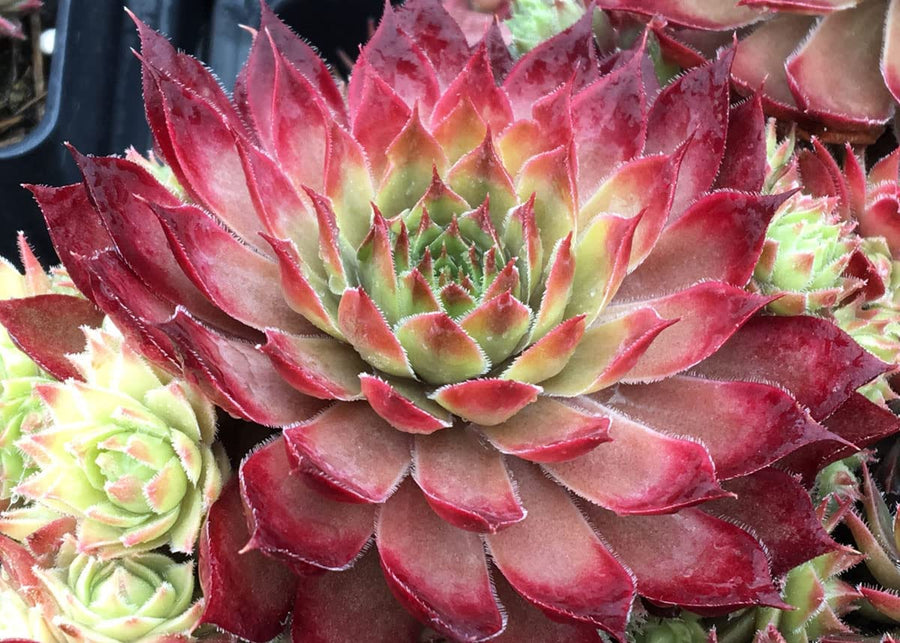 Sempervivum Butterscotch Baby Sempervivum Butterscotch Baby image1 1